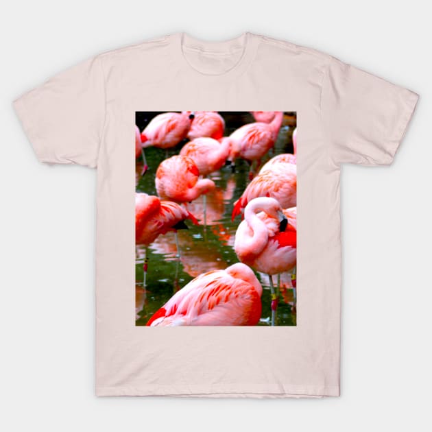 Flamingos T-Shirt by Art of V. Cook